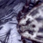 Иксодовый клещ на коже собаки под микроскопом — авторское фото ветеринара Елены Гордеевой.