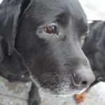 скрытая боль у собаки